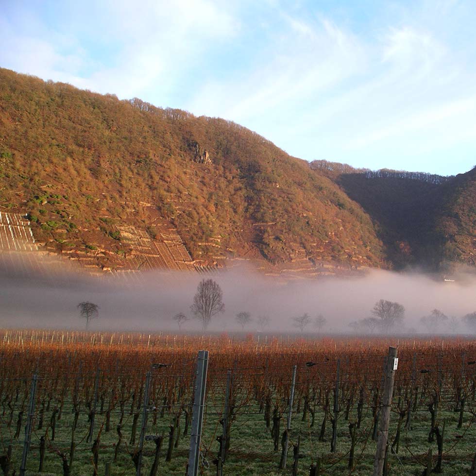 Weinlage Briedener Rüberberger Domherrenberg